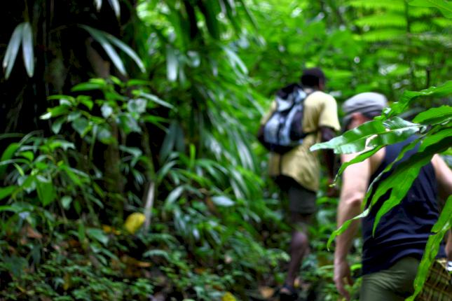 Jungle Bay, Dominica